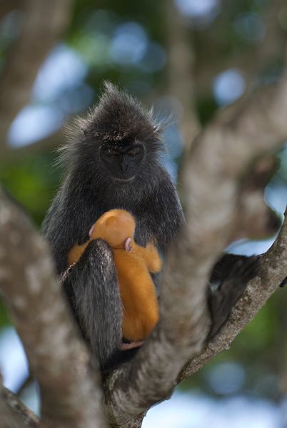 Silvered_Leaf_Monkey_(3679438632)