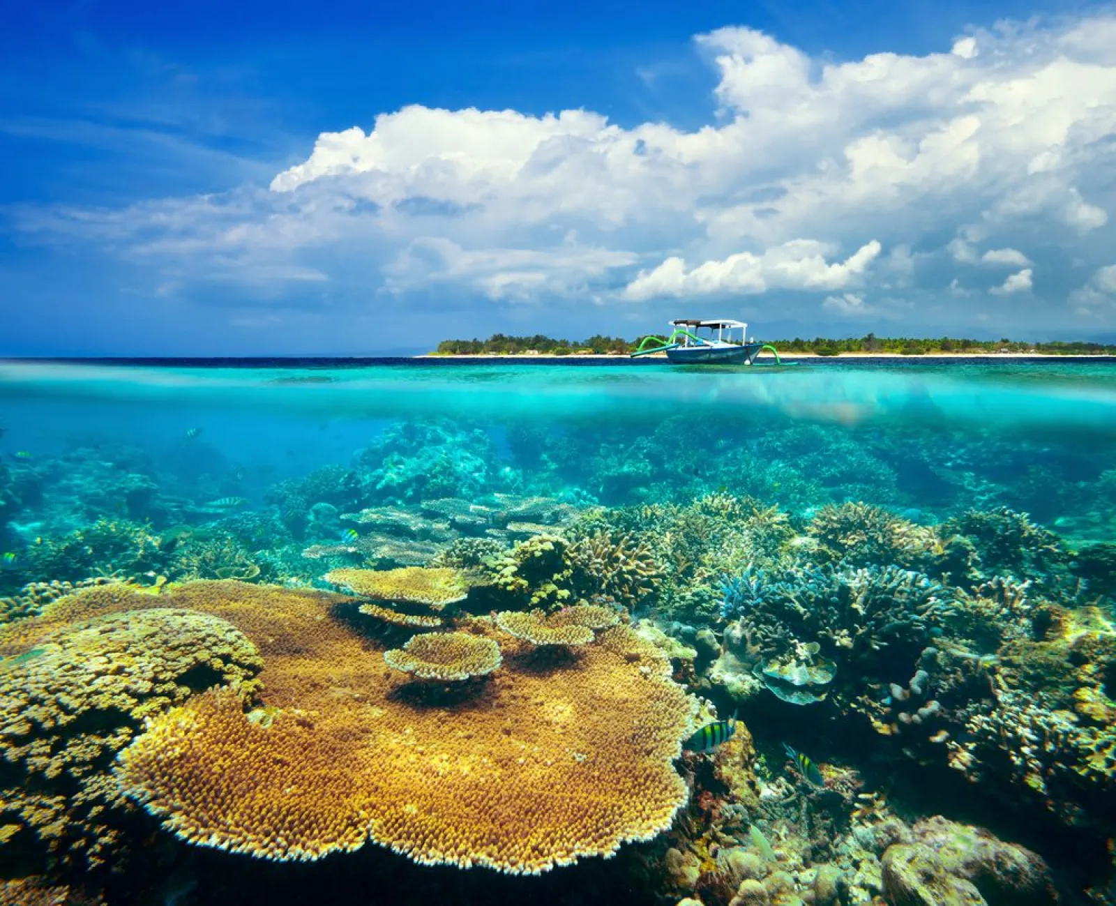 Flores to Komodo, Bali, 7 Days