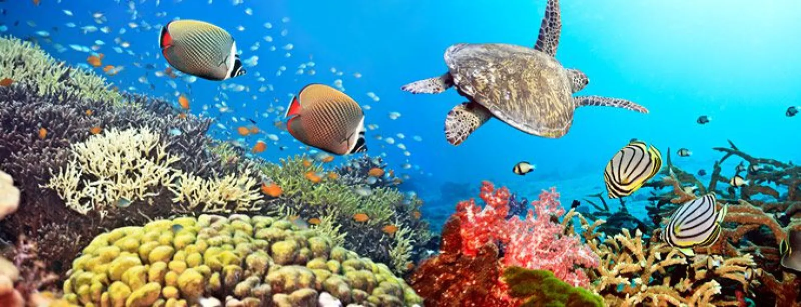 Diving on a sailing holiday in Thailand